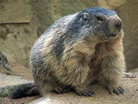 Фото Alpine marmot