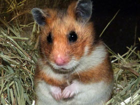 Фото Syrian hamster