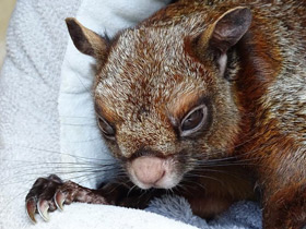 Фото Indian giant flying squirrel