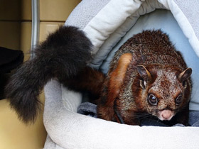 Фото Indian giant flying squirrel