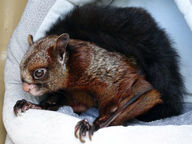 Фото Indian giant flying squirrel