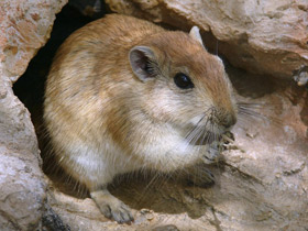 Фото Fat sand rat