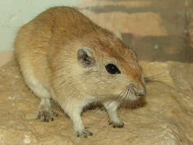 Фото Fat sand rat