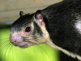 Фото Grizzled giant squirrel