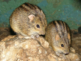 Фото Four-striped grass mouse