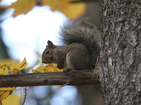 Фото Eastern gray squirrel