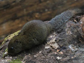 Фото Yellow throated squirrel