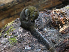 Фото Yellow throated squirrel