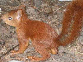 Фото Eurasian red squirrel