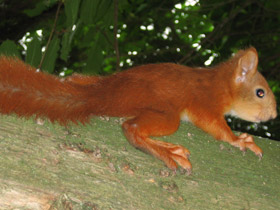 Фото Eurasian red squirrel