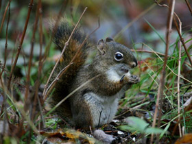 Фото American red squirrel