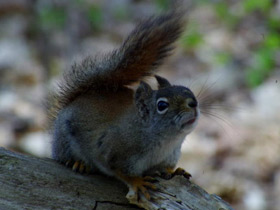 Фото American red squirrel