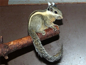 Фото Himalayan striped squirrel