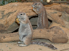 Фото Cape ground squirrel