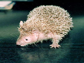 Фото Lesser hedgehog tenrec