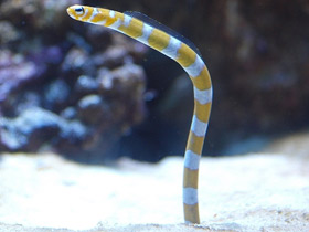 Фото Splendid garden eel