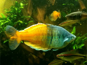 Фото Boeseman's Rainbowfish