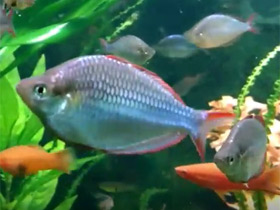 Фото Neon Dwarf Rainbowfish