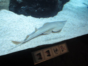 Фото Guitarfish Common Shovelnose Ray