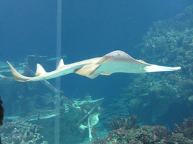 Фото Guitarfish Common Shovelnose Ray