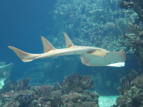 Фото Guitarfish Common Shovelnose Ray