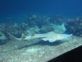 Фото Guitarfish Common Shovelnose Ray