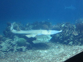 Фото Guitarfish Common Shovelnose Ray