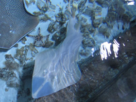 Фото Guitarfish Common Shovelnose Ray