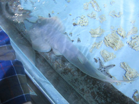 Фото Guitarfish Common Shovelnose Ray