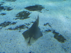 Фото Guitarfish Common Shovelnose Ray