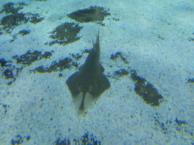 Фото Guitarfish Common Shovelnose Ray