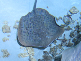 Фото Reticulate whipray