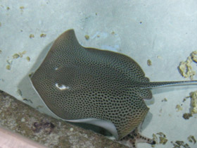 Фото Reticulate whipray