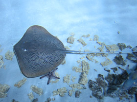 Фото Reticulate whipray