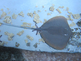 Фото Reticulate whipray