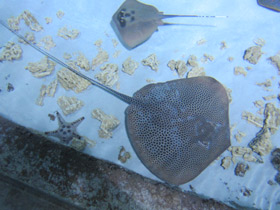 Фото Reticulate whipray