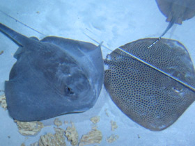 Фото Reticulate whipray