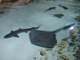 Фото Cowtail Stingray