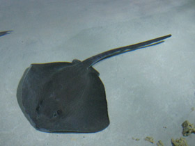 Фото Cowtail Stingray