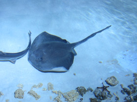 Фото Cowtail Stingray