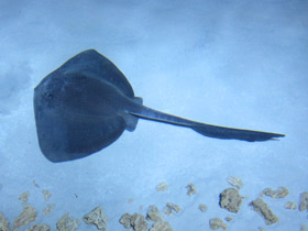 Фото Cowtail Stingray