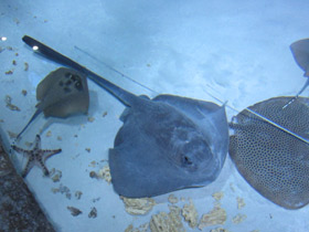 Фото Cowtail Stingray