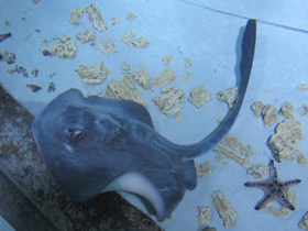 Фото Cowtail Stingray