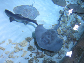 Фото Cowtail Stingray