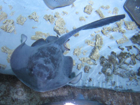 Фото Cowtail Stingray