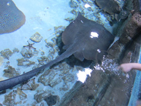 Фото Cowtail Stingray