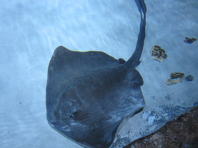 Фото Cowtail Stingray