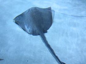 Фото Cowtail Stingray