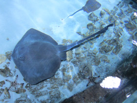 Фото Cowtail Stingray