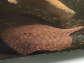 Фото Vermiculate river stingray